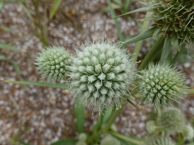 Eryngium yuccifolium (Rattlesnake master) #38913