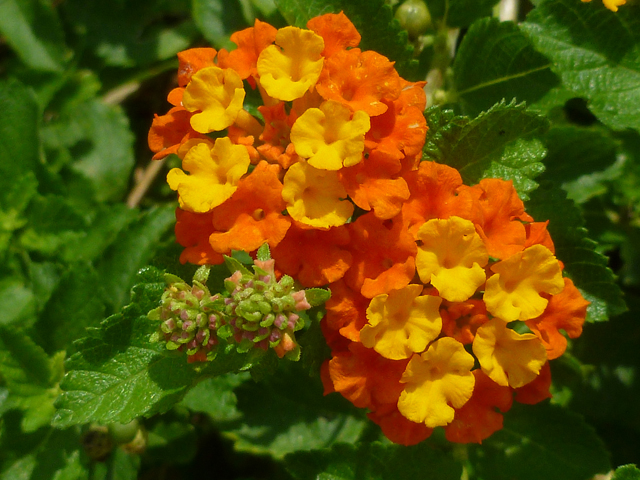 Lantana urticoides (Texas lantana) #38915