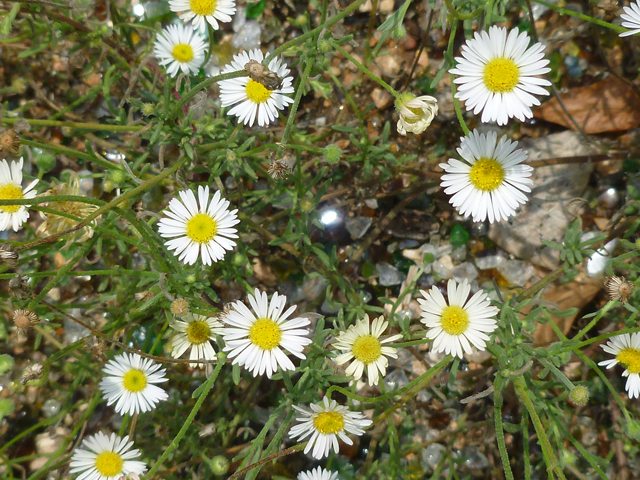 Erigeron modestus (Plains fleabane) #38917