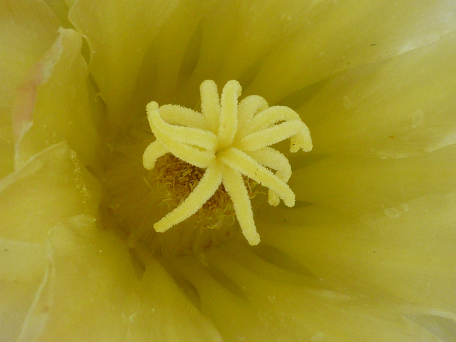 Ferocactus hamatacanthus (Turk's head) #38923