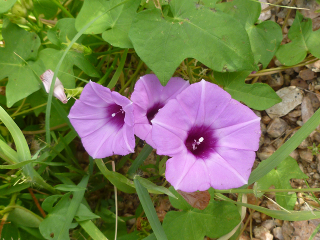 Ipomoea cordatotriloba (Tievine) #38929