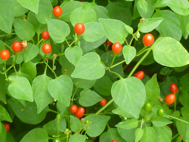 Capsicum annuum (Chile tepin) #38942