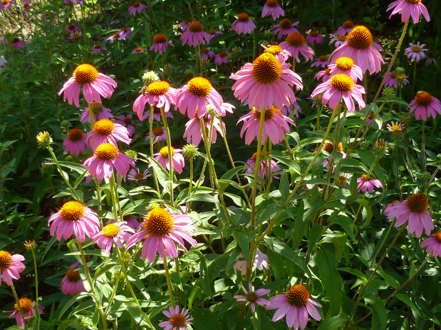 Echinacea purpurea (Eastern purple coneflower) #41730