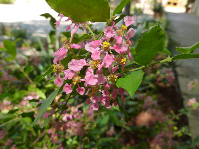 Malpighia glabra (Barbados cherry) #41732