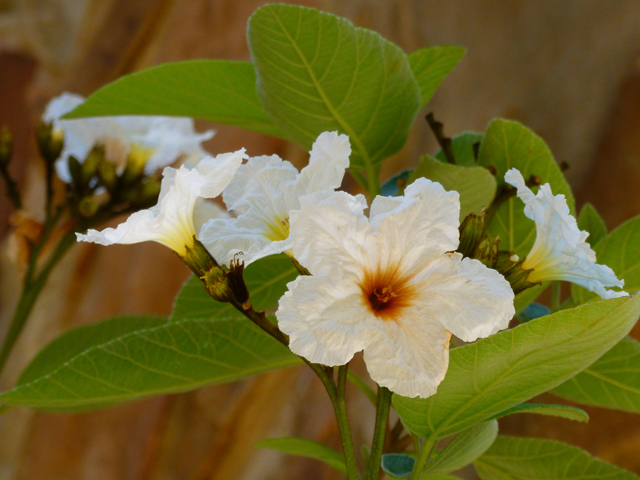 Cordia boissieri (Mexican olive) #41734