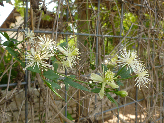 Clematis drummondii (Old man's beard) #41740