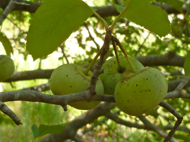 Malus ioensis var. texana (Texas crabapple) #41750