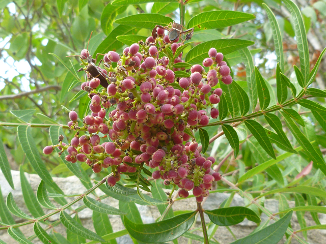 Rhus lanceolata (Prairie flameleaf sumac) #41758