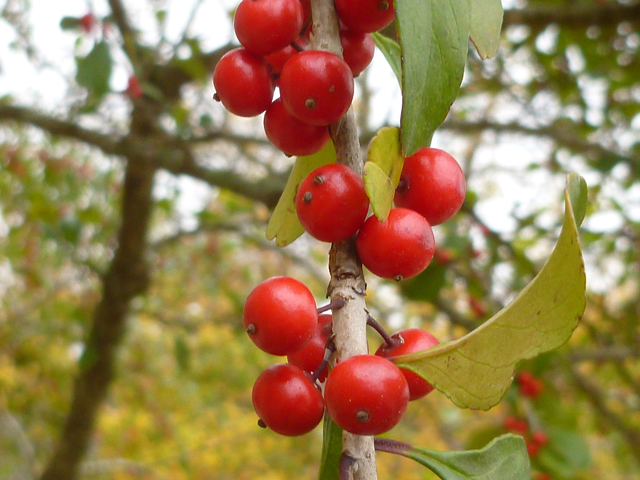 Ilex decidua (Possumhaw) #41763