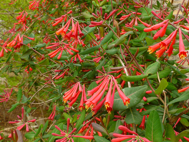 Lonicera sempervirens (Coral honeysuckle) #41776