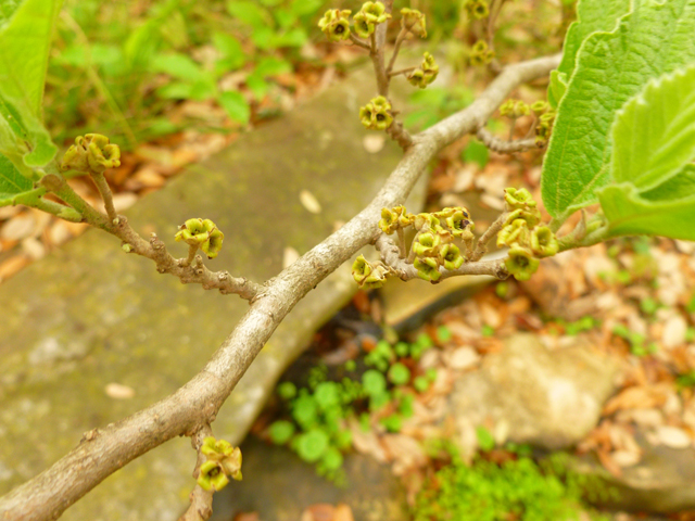 Hamamelis virginiana (Witch-hazel) #41782