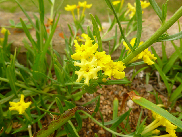 Lithospermum incisum (Fringed puccoon) #41786