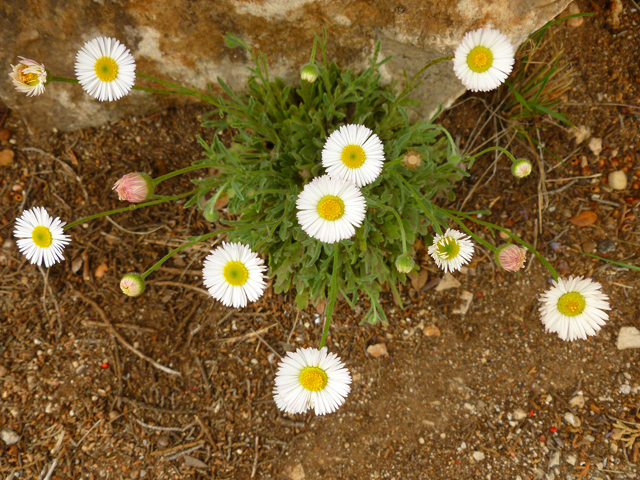 Erigeron modestus (Plains fleabane) #41789