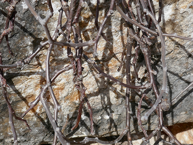 Jatropha dioica (Leatherstem) #89699