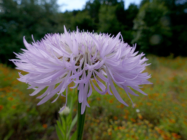 Centaurea americana (American basket-flower) #89715