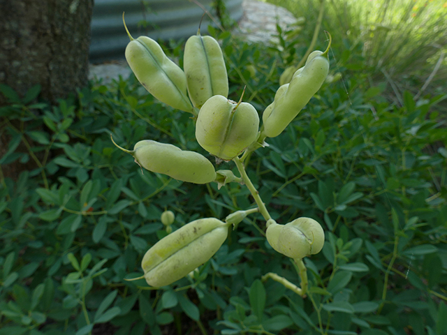 Baptisia australis (Blue wild indigo) #89730