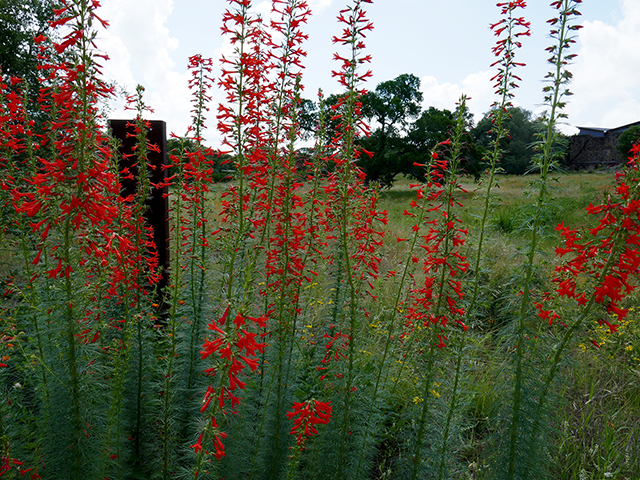 Ipomopsis rubra (Standing cypress) #89735