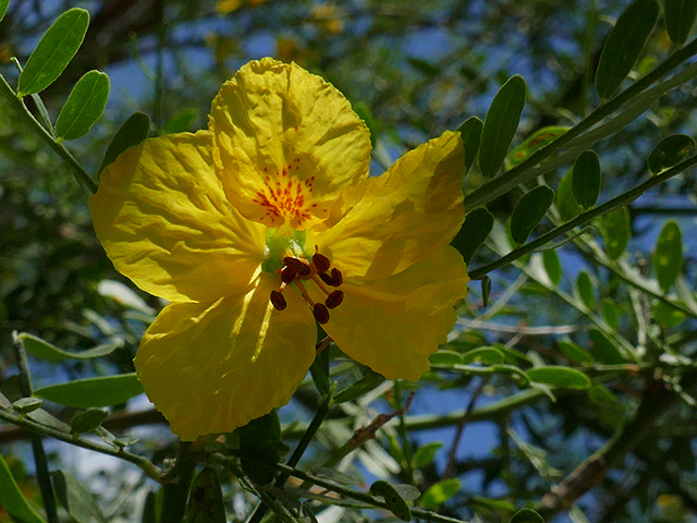 Parkinsonia aculeata (Retama) #89769