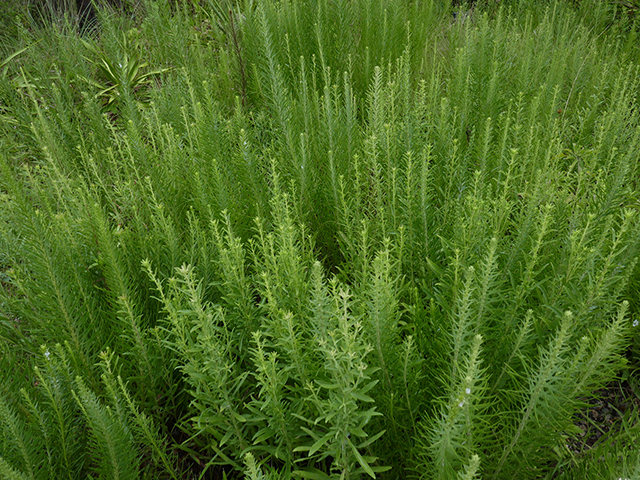 Liatris punctata var. mucronata (Texas gayfeather) #89774