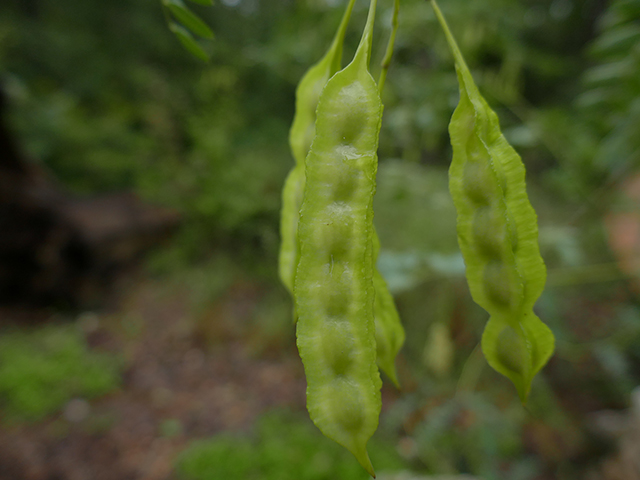 Sesbania drummondii (Rattlebush) #89791