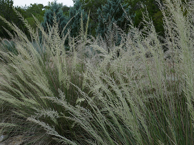 Muhlenbergia lindheimeri (Lindheimer's muhly) #89796