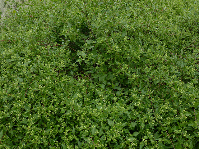 Ageratina havanensis (Shrubby boneset) #89800