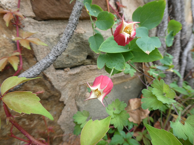 Clematis texensis (Scarlet clematis) #89834