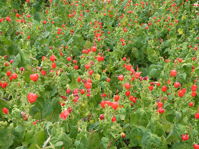 Malvaviscus arboreus var. drummondii (Turk's cap) #89837