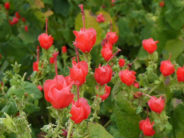 Malvaviscus arboreus var. drummondii (Turk's cap) #89838