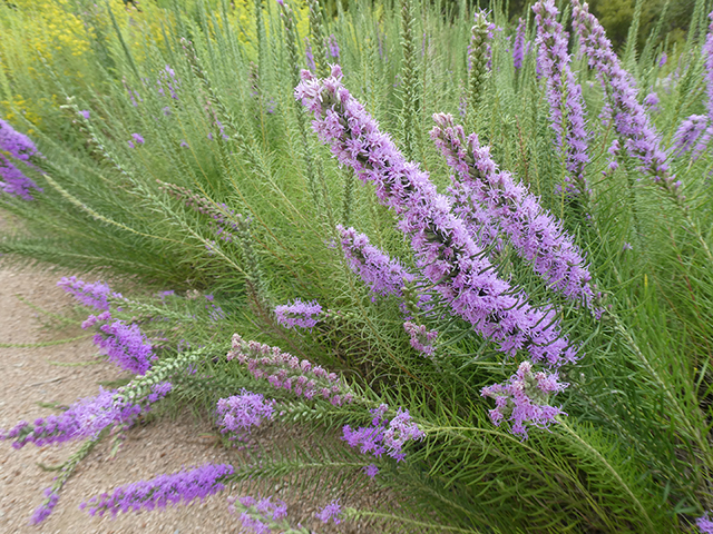 Liatris punctata var. mucronata (Texas gayfeather) #89844