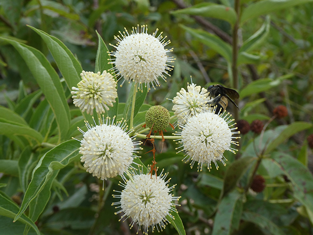 Cephalanthus occidentalis (Common buttonbush) #89845