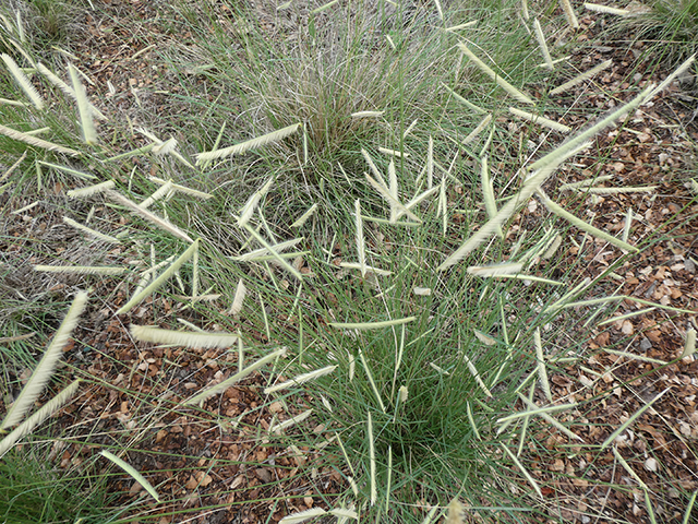 Bouteloua gracilis (Blue grama) #89848