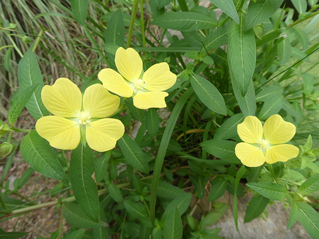 Ludwigia octovalvis (Mexican primrose-willow) #89856