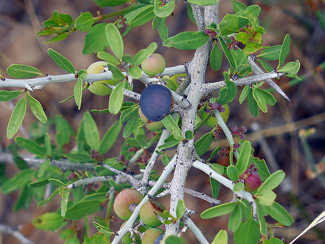 Ziziphus obtusifolia (Lotebush) #35299