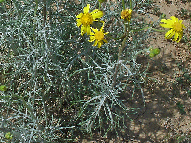 Senecio flaccidus var. flaccidus (Threadleaf ragwort) #36768