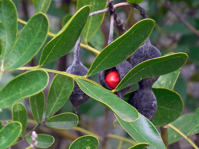 Sophora secundiflora (Texas mountain laurel) #36770