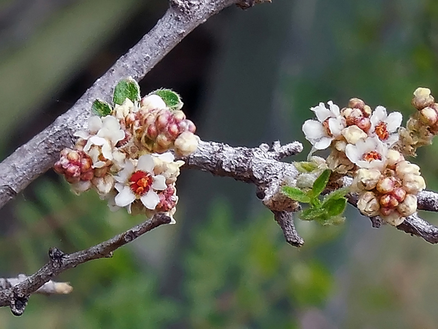 Rhus microphylla (Littleleaf sumac) #44261