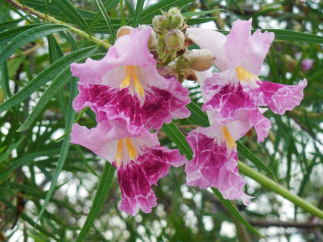 Chilopsis linearis (Desert willow) #44267