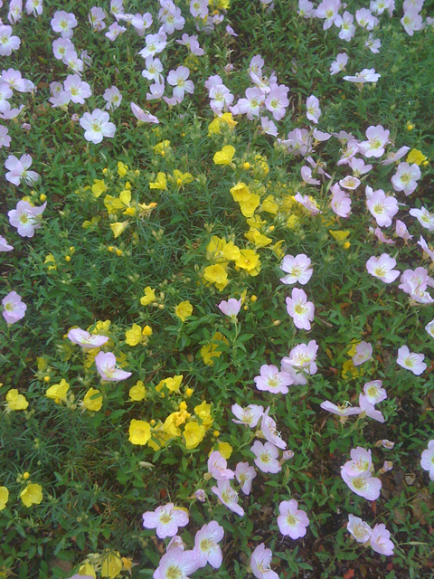 Calylophus berlandieri (Berlandier's sundrops ) #41816