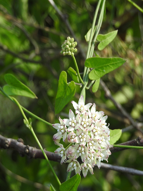 Funastrum cynanchoides (Fringed twinevine) #87687