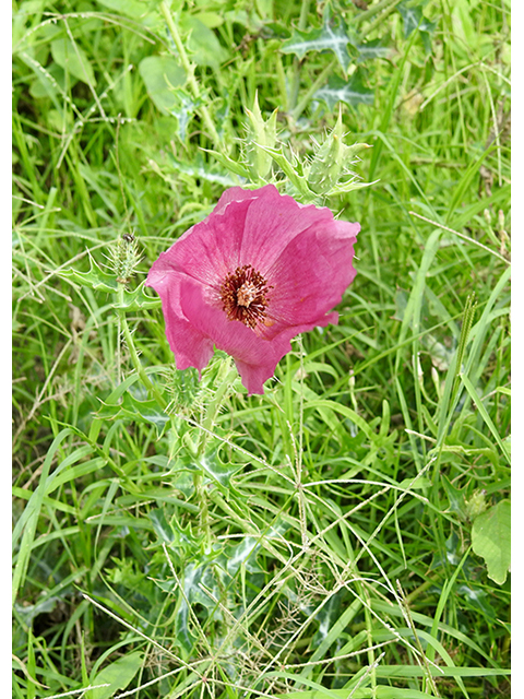 Argemone sanguinea (Red pricklypoppy) #87697