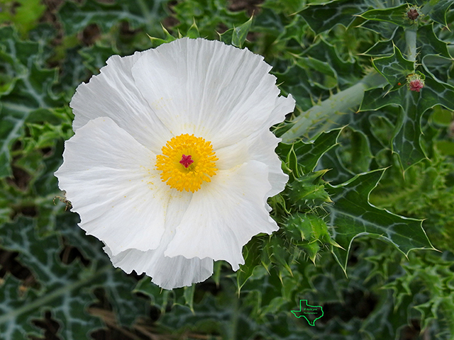 Argemone albiflora ssp. texana (Texas bluestem pricklypoppy) #87722