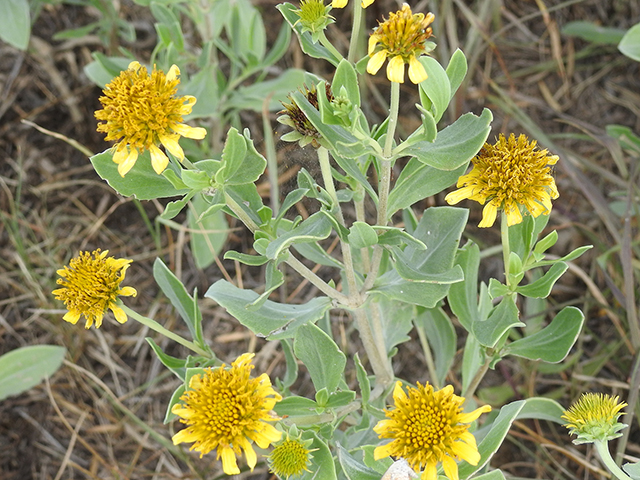 Borrichia frutescens (Bushy seaside tansy) #87736