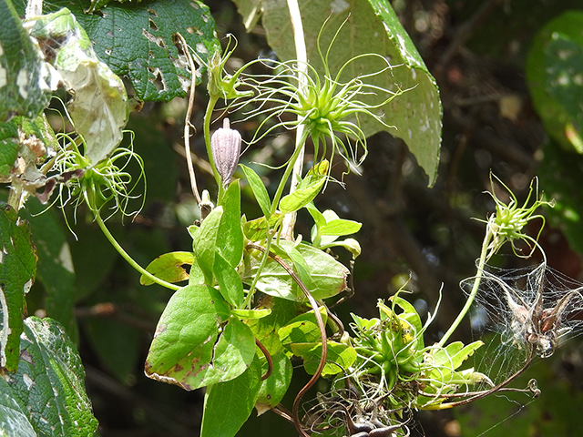 Clematis pitcheri (Purple leatherflower) #87786