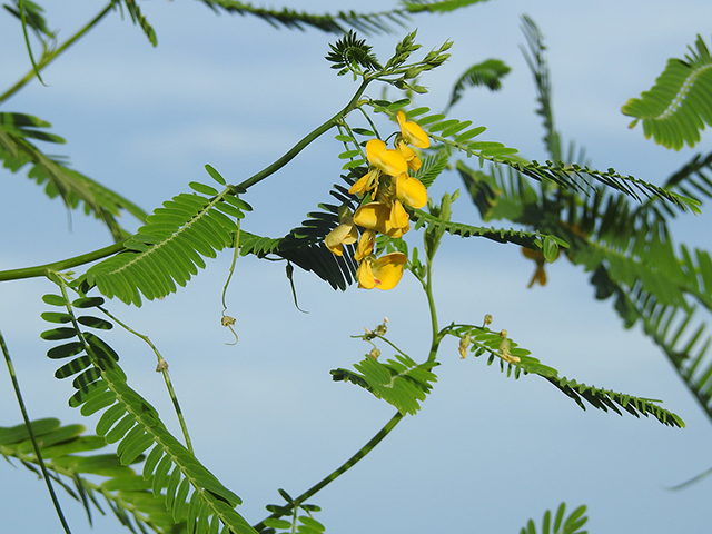 Sesbania herbacea (Coffeeweed) #87806