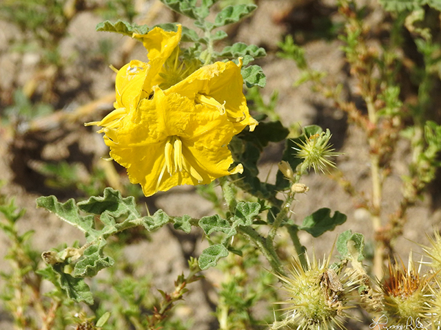 Solanum rostratum (Buffalo bur) #87812