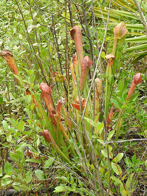 Sarracenia minor (Hooded pitcherplant) #87824