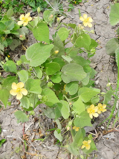 Bastardia viscosa var. viscosa (Viscid mallow) #88053