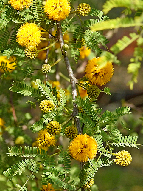 Vachellia farnesiana (Huisache) #88107