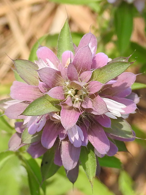 Monarda citriodora (Lemon beebalm) #88113